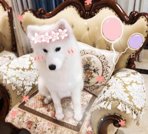 韩国exo吴世勋和朴灿烈,exo吴世勋鹿晗是亲兄弟吗