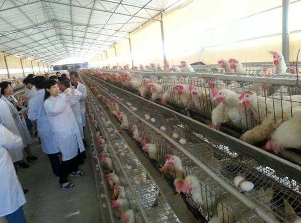 如何让蛋鸡多产蛋,蛋鸡多下蛋妙招