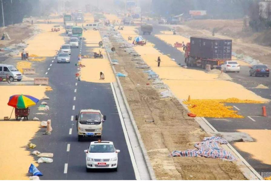 收麦子麦子被雨淋了还得晒几天,麦子收回来为什么要先晾晒