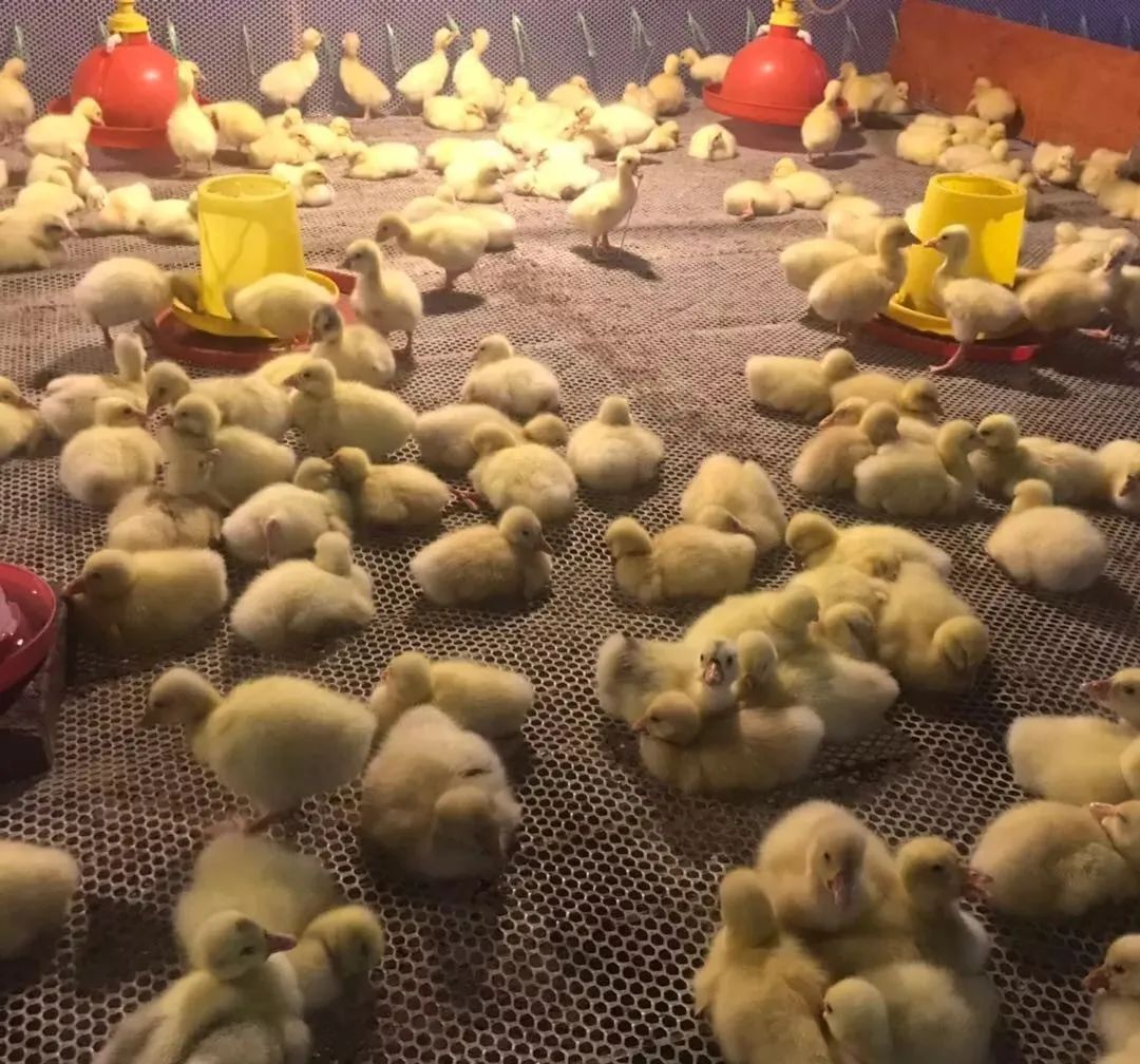 养鹅需要注意哪些细节,养鹅注意事项及建议