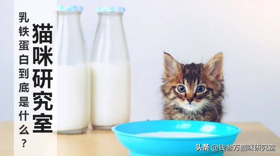 亢敏君乳铁蛋白真的管用吗,乳铁蛋白什么时候给宝宝吃最佳