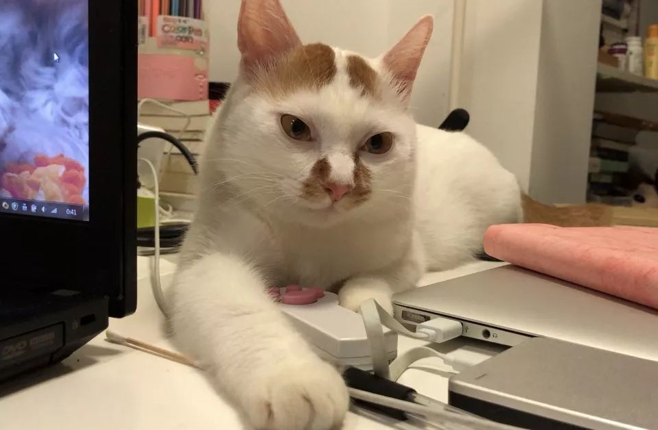 如何不洗澡让猫咪的毛发干净,怎么可以让猫咪不掉毛