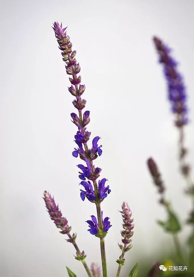 薰衣草真假精油的鉴别方法,熏衣草干花真假辨别