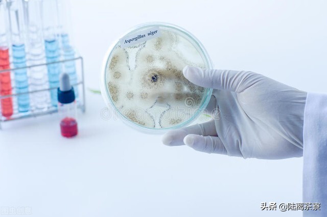 普洱茶熟茶检查出好多细菌,变质的普洱熟茶喝了会怎样