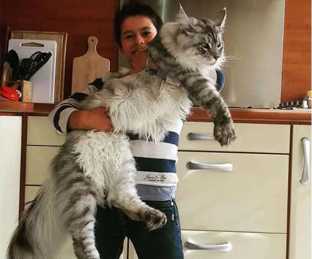 猫的种类大全缅因猫,古老的大型猫咪缅因猫