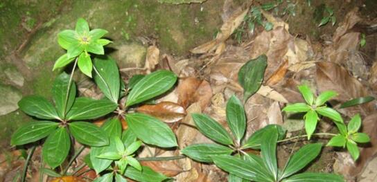 农村此种野草很罕见,这种野草罕见又稀少