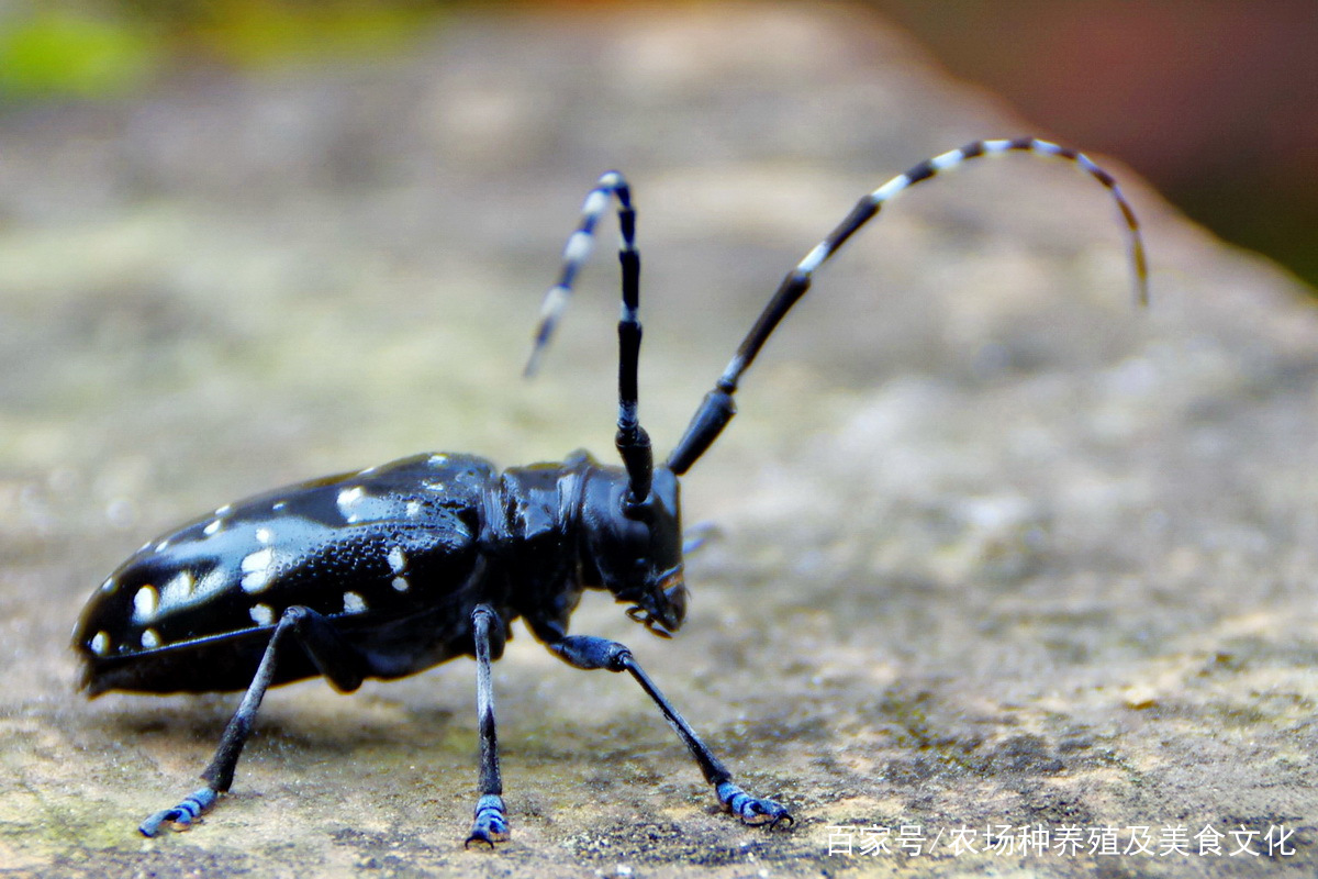 苹果树天牛危害视频,天牛种类危害情况