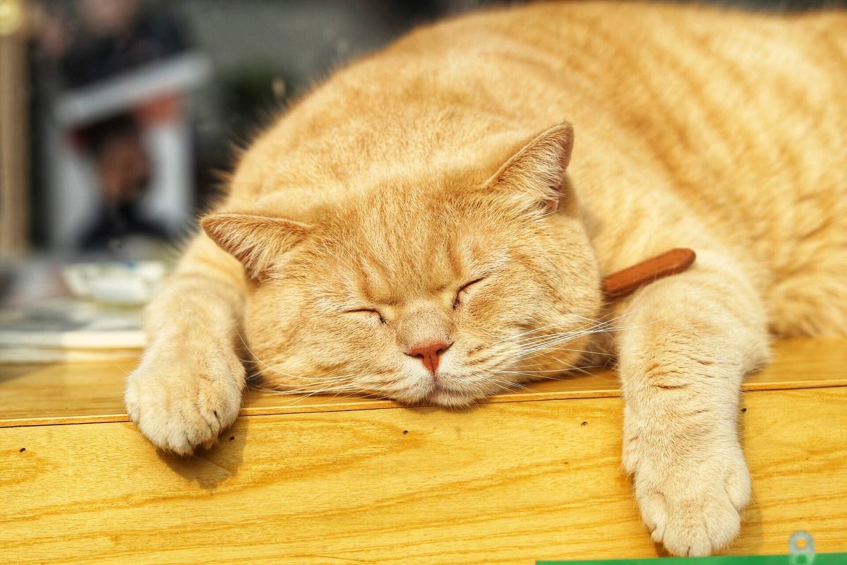 猫咪寿命有限,铲屎官需注意五点征兆,可提前知晓爱猫老年期!