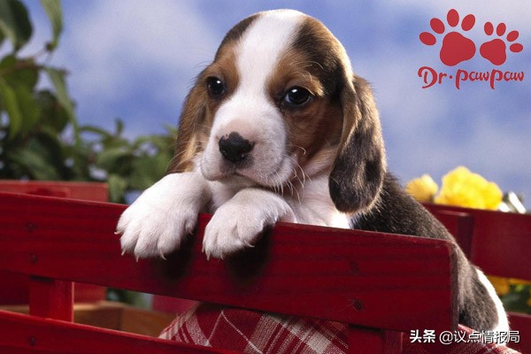 普安特狗狗外驱药怎么用,普安特狗狗药浴的用法