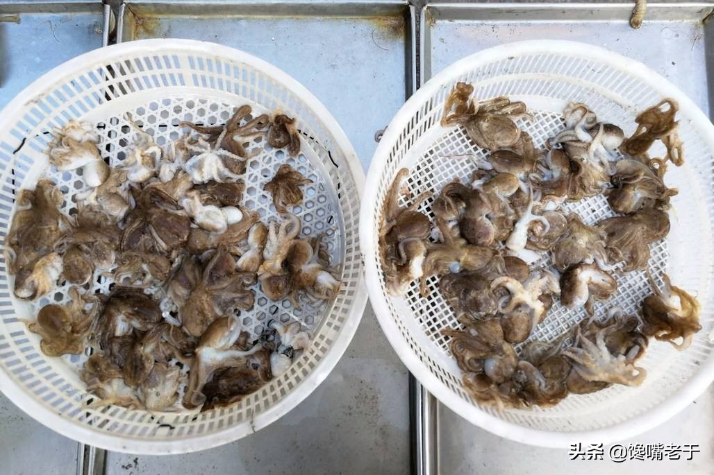 八爪鱼越煮越硬吗,八爪鱼要怎么做才不会缩水严重