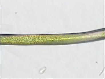 纯聚酯纤维的外观特点,聚酯纤维是一种化纤