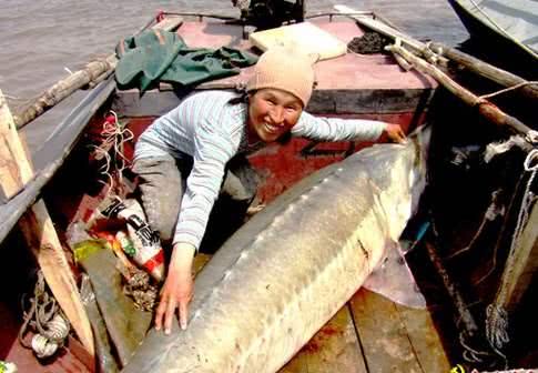 海中最大的鱼有多重,体型最大的鱼是鲸鱼吗