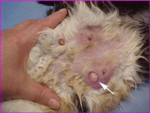 猫宫蓄脓什么症状,猫治疗乳腺炎吃什么药