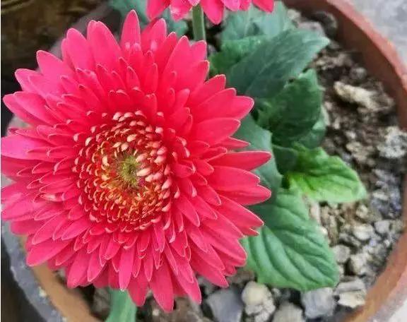 什么花浇点水就不蔫了,这8种花你不要乱浇水