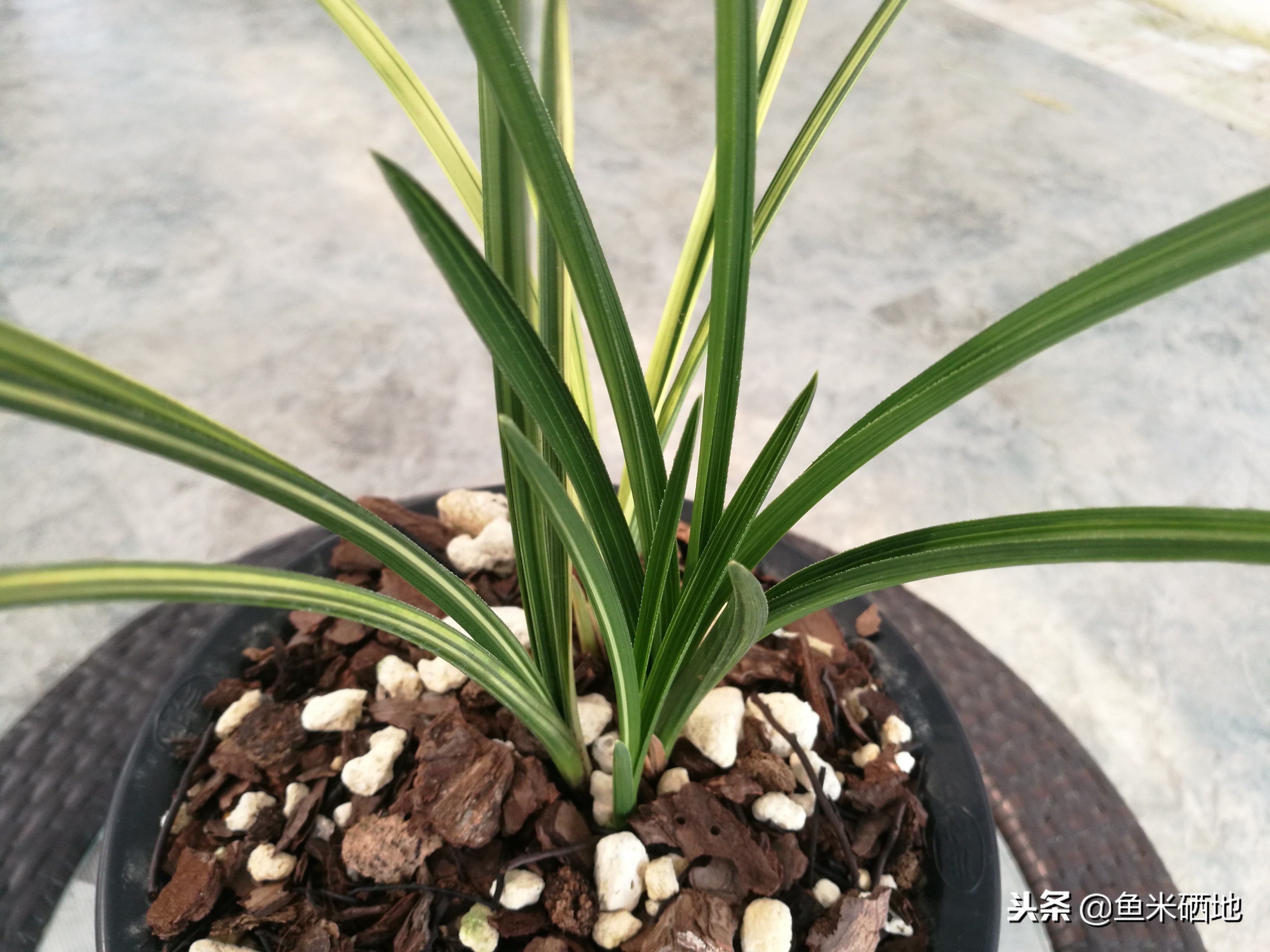 特别贵的兰花品种,价格贵的兰花