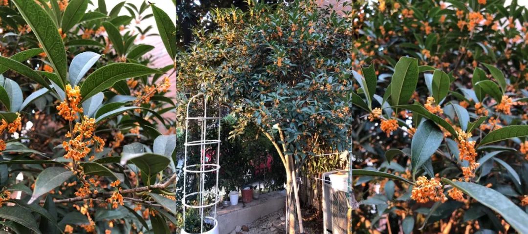 带1600平米花园装修,135个平方一楼带花园装修效果图