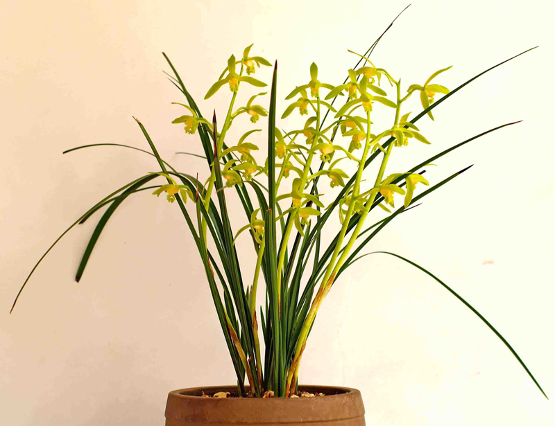 蕙兰怎么养出花苞,蕙兰长花苞怎样养护