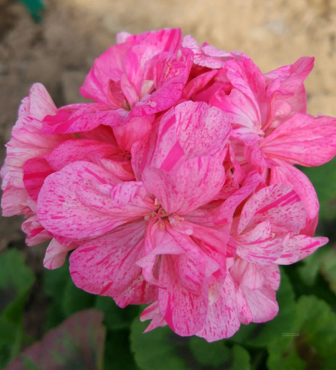 这种花别乱浇水水越多越不开花,这种花不怕冷好养易活