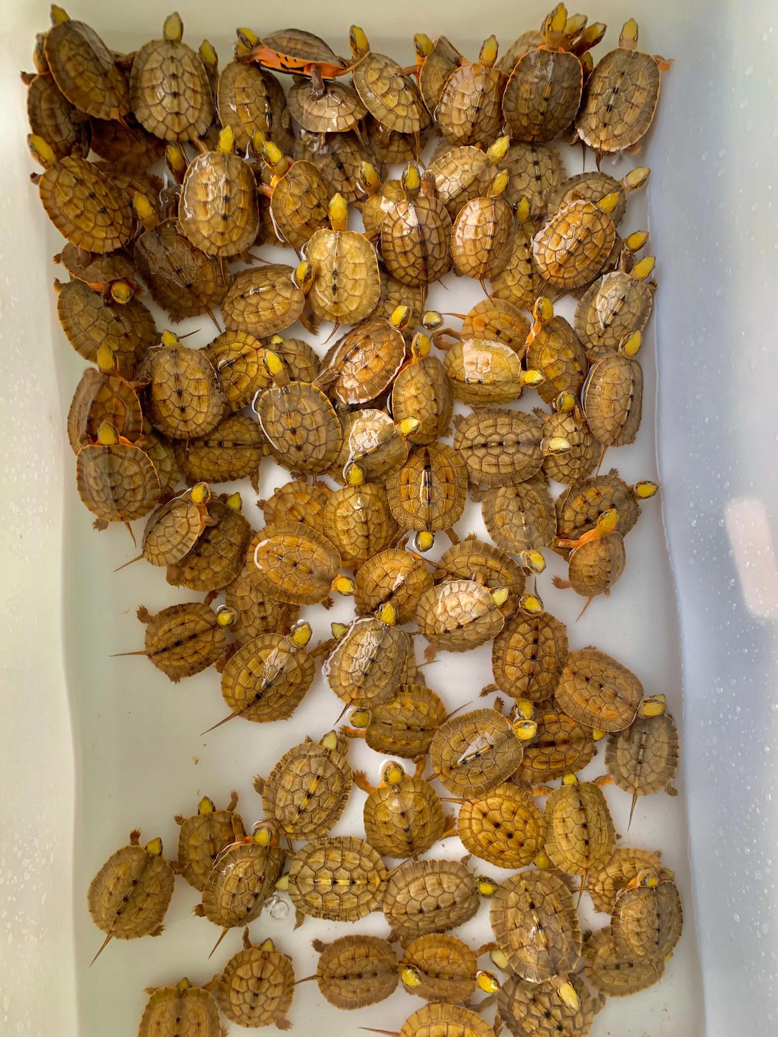 黄缘龟蛋孵化多久才能出来,金钱龟龟蛋孵化全过程