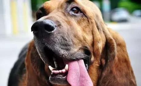 狗狗咧嘴是开心吗,狗狗一打它就咧嘴呲牙很凶怎么办