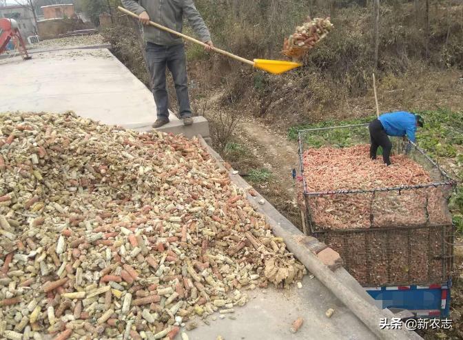 农村做点小创业项目有哪些,创业小项目农村小本创业门路推荐