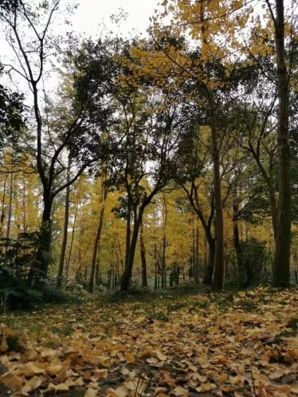 上海银杏叶打卡的地方,上海周边哪里有银杏叶