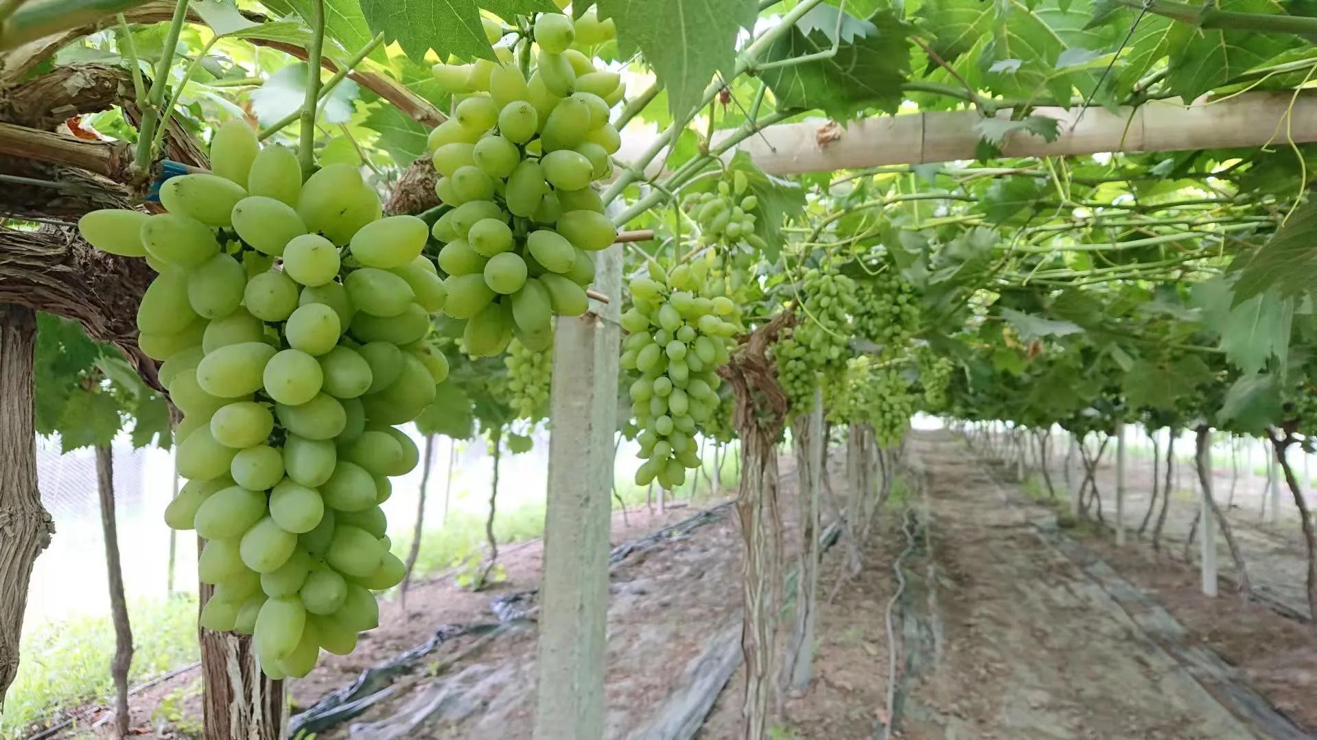 涡阳县丹城镇：在家创业路子宽葡萄铺就致富路