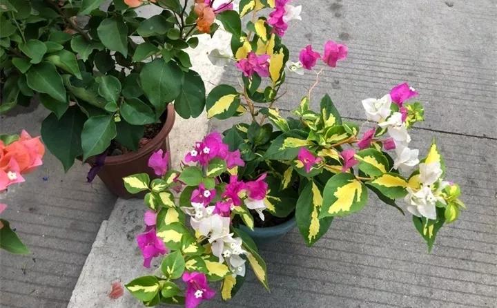 刚买的花，发蔫落苞加黄叶！为什么呢？多半是放错了位置