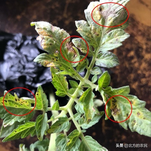 番茄灰叶斑病发病原因,番茄斑枯病与灰叶斑病区别