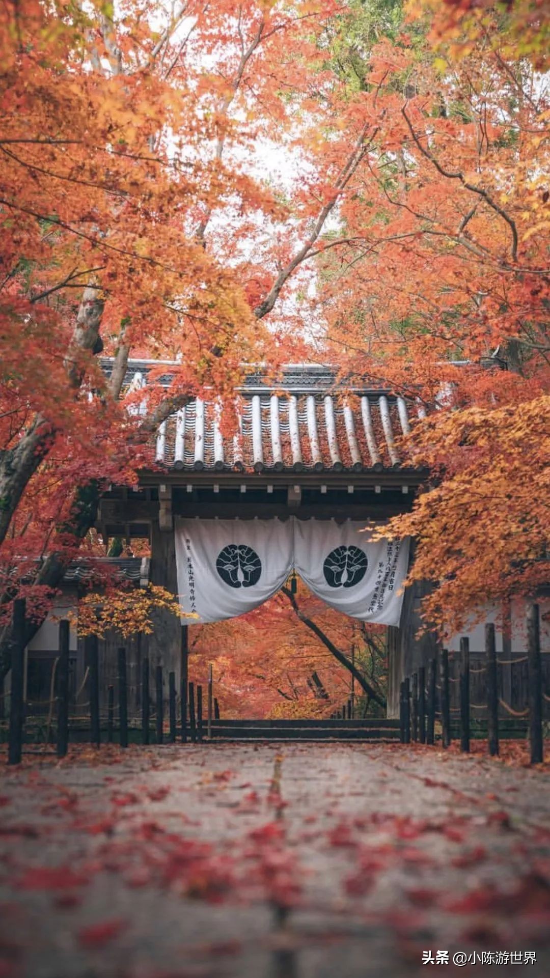 日本赴华旅行,日本赴中国旅游