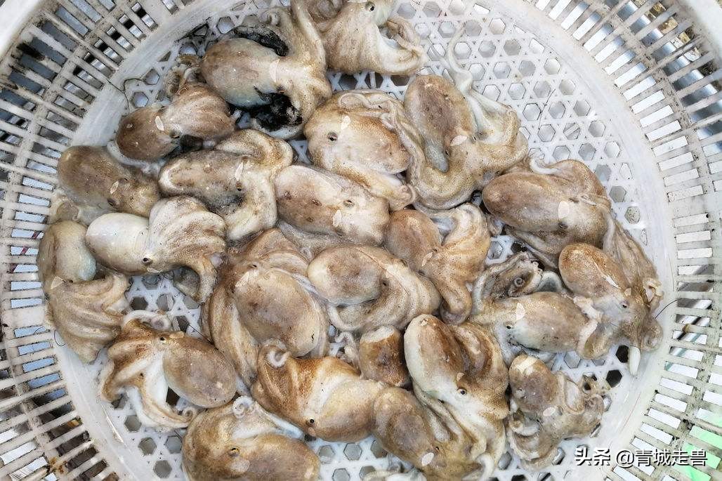 胶东八带家庭做法,胶东人喜欢吃的菜