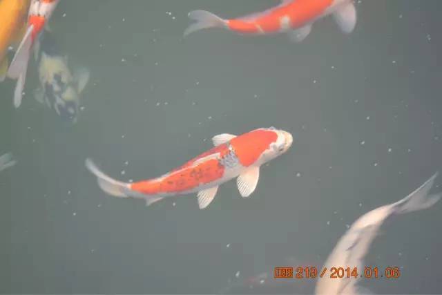 湖南最好的锦鲤养殖基地,湘潭锦鲤养殖