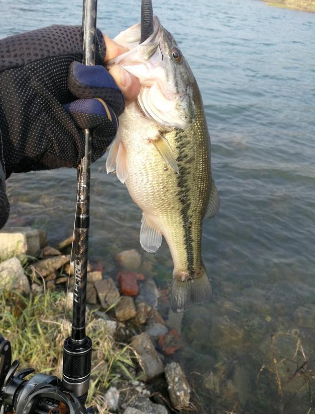 黑坑倒钓鲈鱼,黑坑鲈鱼倒钓和铅头钩哪个好