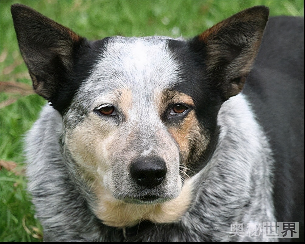 世界上最真实的小宠物图片,世界上最牛的小宠物图片