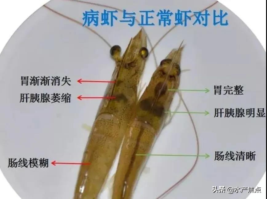 南美白对虾白便,怎样预防南美白对虾白便