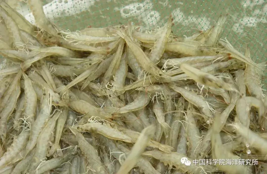 海洋渔业科学与技术排名,海洋科技所