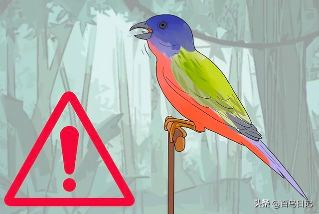 第五十九课：如何理解鸟的肢体语言？