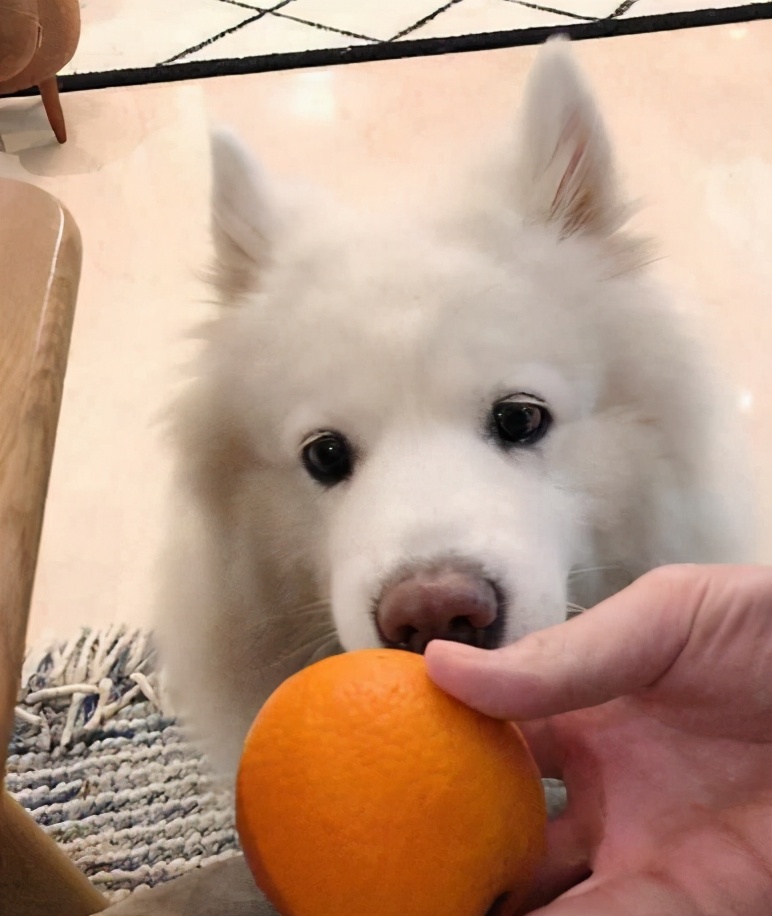 这几种食物会让狗狗身体坏掉,喂食的六大禁忌