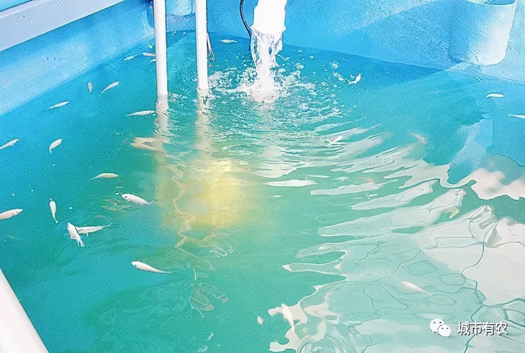 农业大学鱼菜共生技术,鱼菜共生智慧农业