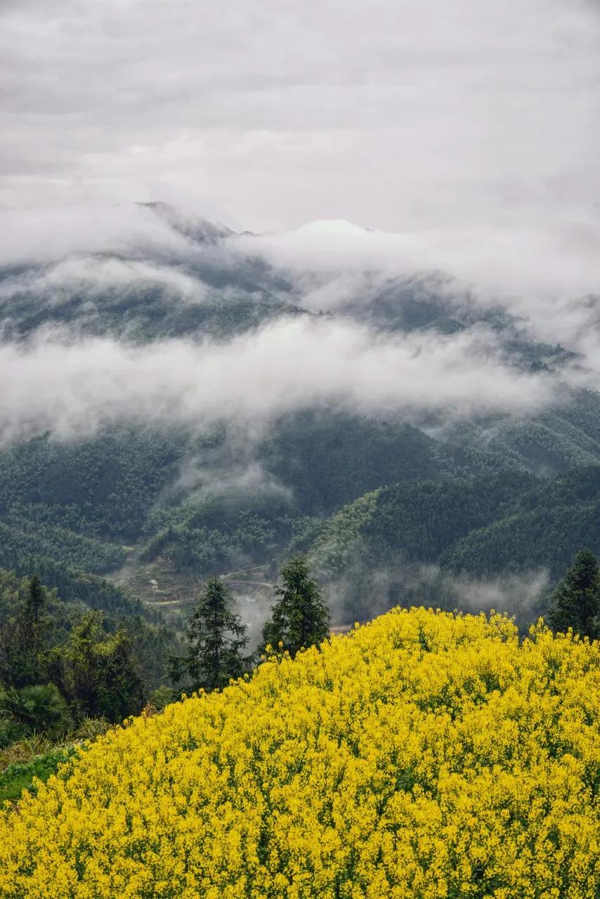 安徽春天美丽的视频,安徽美丽的春天
