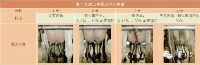 最快最好的方法治乳房炎,乳房炎防控