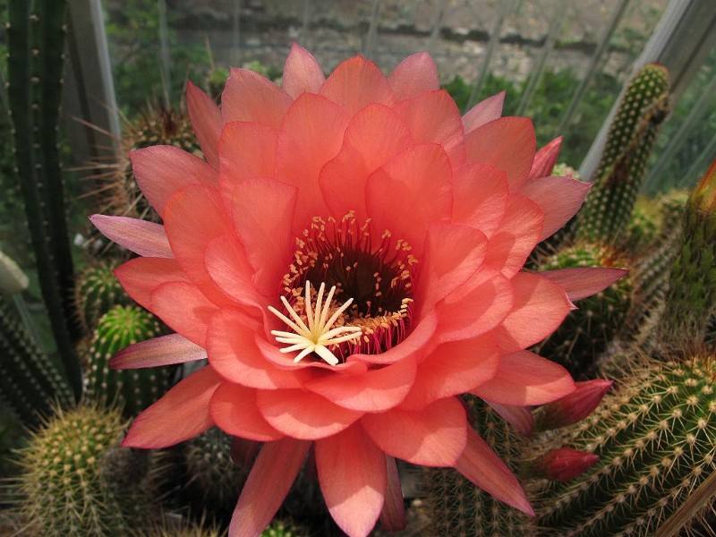 十个仙人球,最新30个仙人球品种