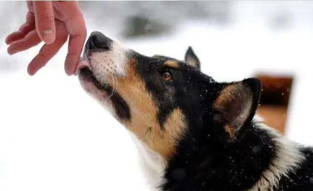 狗狗不停舔嘴巴舔鼻子,狗狗喜欢舔人的视频