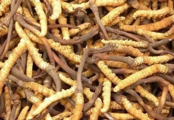 人工培育冬虫夏草价格,怎样区别人工种植的冬虫夏草