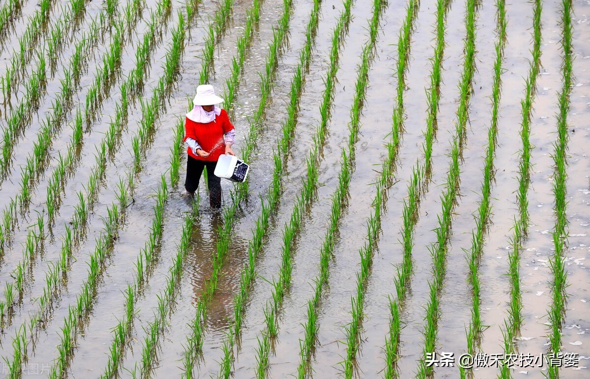 不同种类氮肥特点及施用方法,氮肥除了尿素还有什么氮肥