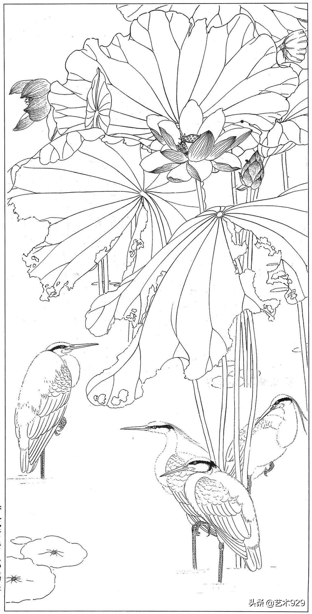 余稚荷花蜻蜓图高清白描底稿,白描荷花勾线方法讲解视频