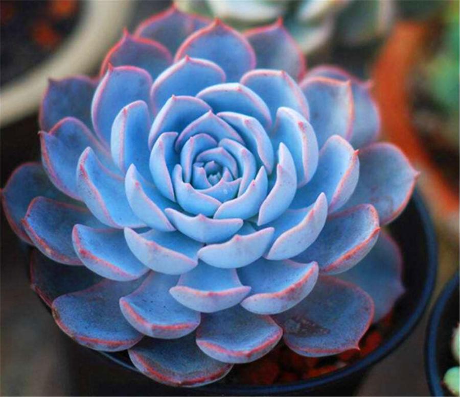 多肉蓝石莲最佳状态,多肉蓝石莲和蓝色惊喜一样吗