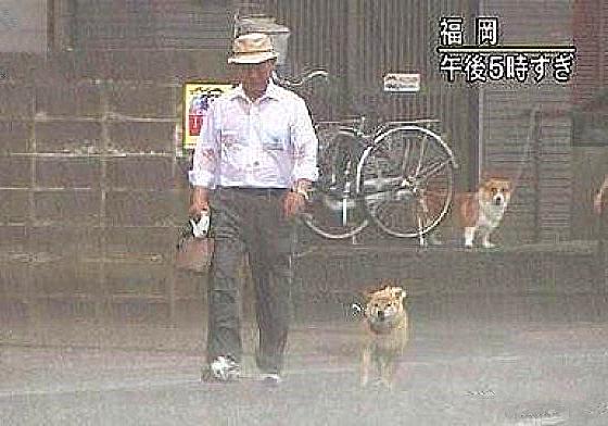 柴犬为什么喜欢恶劣天气,台风天老人遛柴犬