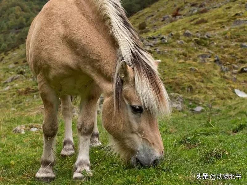 中国36个省份代表的动物,20种有代表性的动物