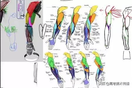 手臂分哪些肌肉结构,人体手臂肌肉结构形状